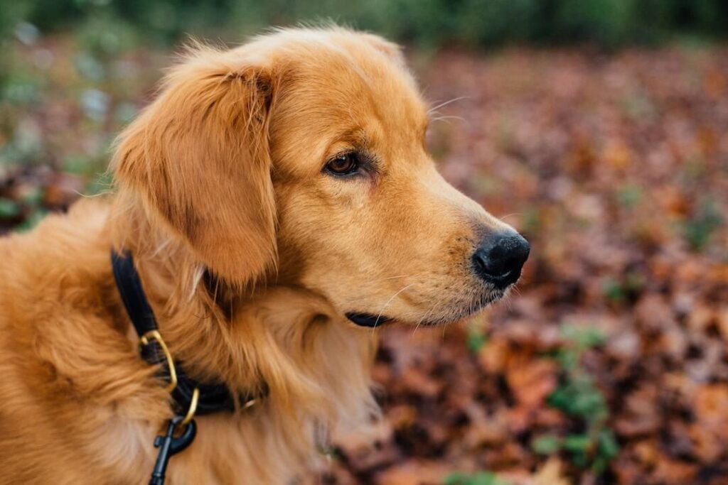 Races de chiens préférées des français en 2025 - Golden Retriever